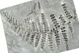 Carboniferous Fossil Fern (Pseudomariopteris) - France #378090-1